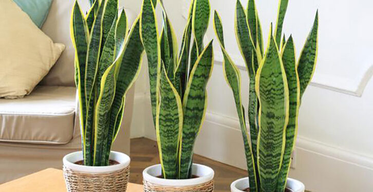 Dosen FMIPA UI Sarankan Tanam Pohon Hias untuk Atasi Cuaca Ekstrem