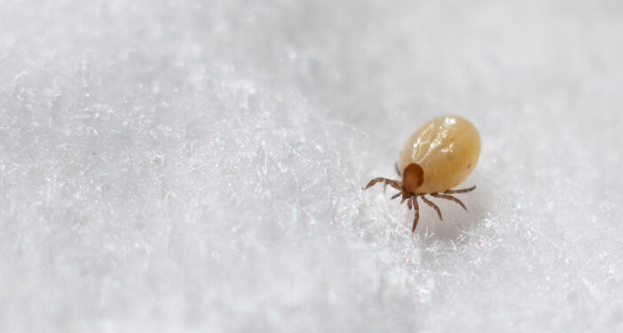 Bahaya Kutu Kasur bagi Kesehatan Manusia