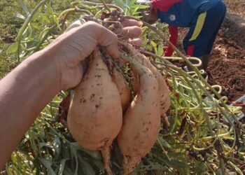 Keren, Ubi Madu khas Sukabumi Tembus Pasar Ekspor