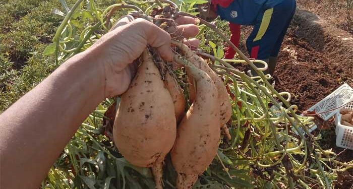 Keren, Ubi Madu khas Sukabumi Tembus Pasar Ekspor