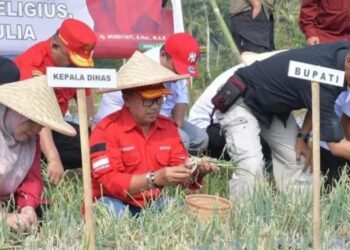 Pemkab Cianjur Tambah Lahan Pertanian Bawang Merah