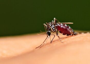 BRIN Meneliti Potensi Obat Anti Malaria dari Biodiversitas Indonesia