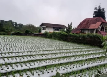 Pemkot Depok Siapkan Pusat Pertanian dalam Ketahanan Pangan