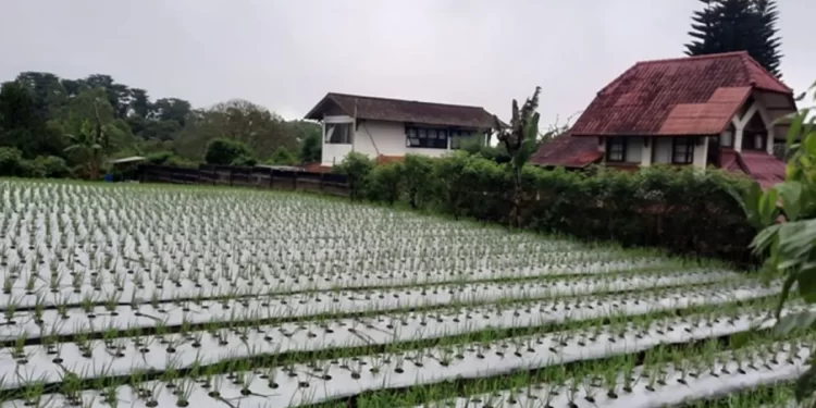 Pemkot Depok Siapkan Pusat Pertanian dalam Ketahanan Pangan