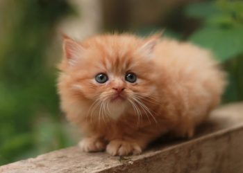 Cegah Kecelakaan di Perlintasan Sebidang, KAI Kolaborasi Dengan TNI, POLRI dan Railfans Gencar Lakukan Sosialisasi