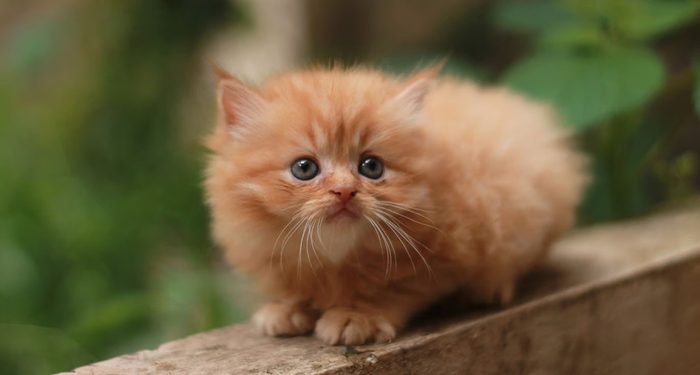 Cegah Kecelakaan di Perlintasan Sebidang, KAI Kolaborasi Dengan TNI, POLRI dan Railfans Gencar Lakukan Sosialisasi