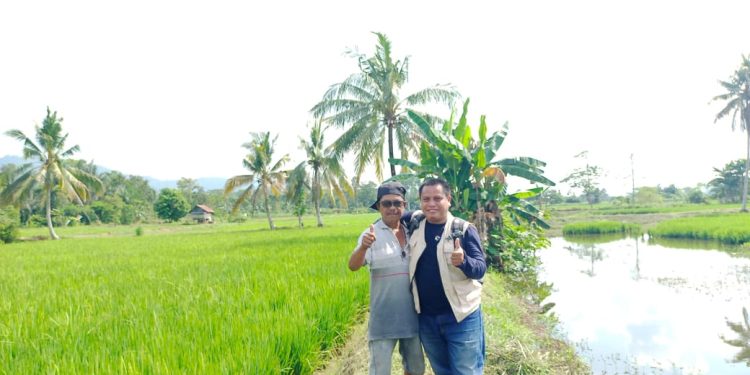 Birokrasi Bulog Dinilai Rumit, Petani Sulit Jual Gabah