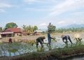 Babinsa Desa Mari-Mari, Bantu Semangati Petani Binaan Tanam Padi