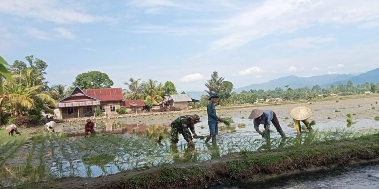Babinsa Desa Mari-Mari, Bantu Semangati Petani Binaan Tanam Padi