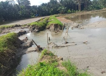 Tanggul Sungai Tanangkai Jebol, Puluhan Hektare Sawah yang Sudah Ditanami Rusak