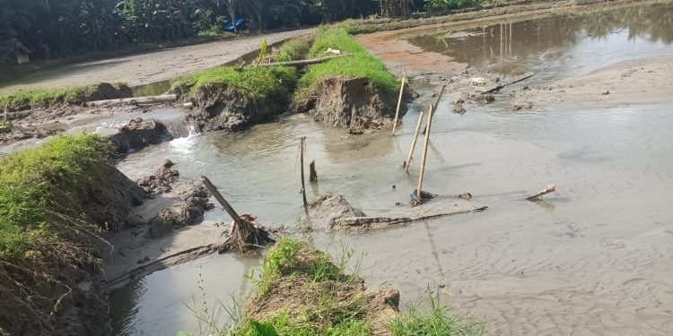 Tanggul Sungai Tanangkai Jebol, Puluhan Hektare Sawah yang Sudah Ditanami Rusak