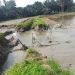 Tanggul Sungai Tanangkai Jebol, Puluhan Hektare Sawah yang Sudah Ditanami Rusak